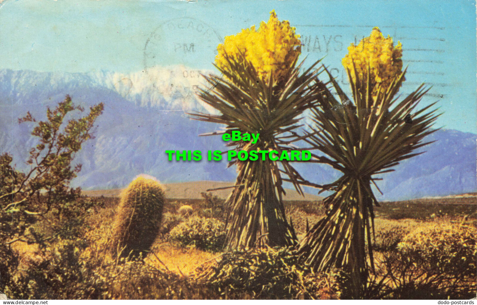 R574123 G 218. Spanish Bayonet And Mt. San Jacinto. Al Taylor. Desert Seens. Cur - Monde