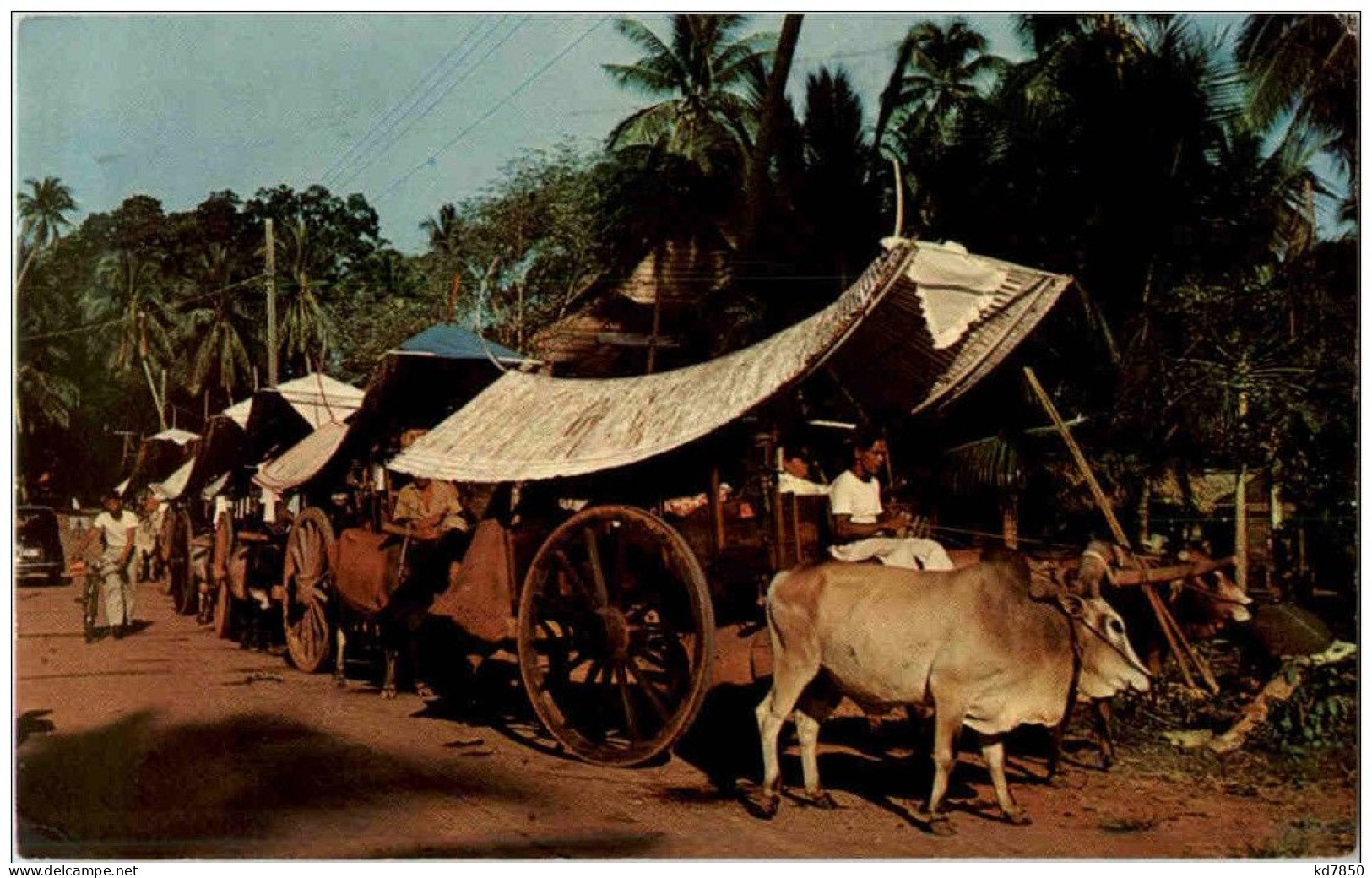 Malacca - Bullock Carts - Malaysia