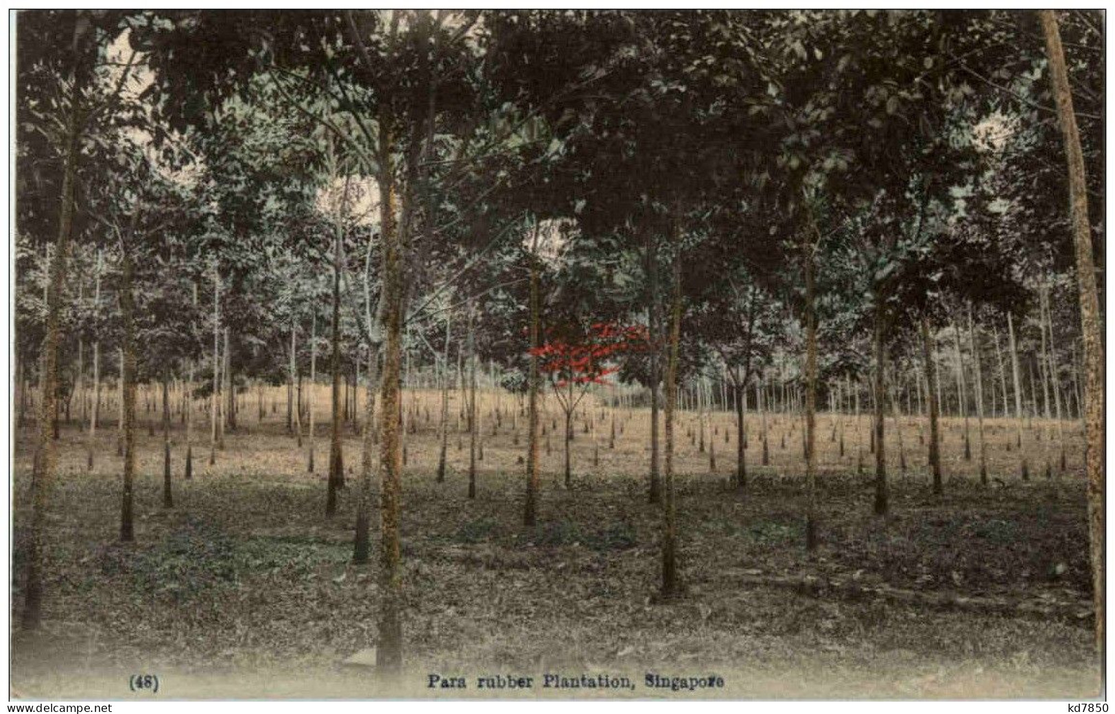 Singapore -Para Rubber Plantation - Singapore