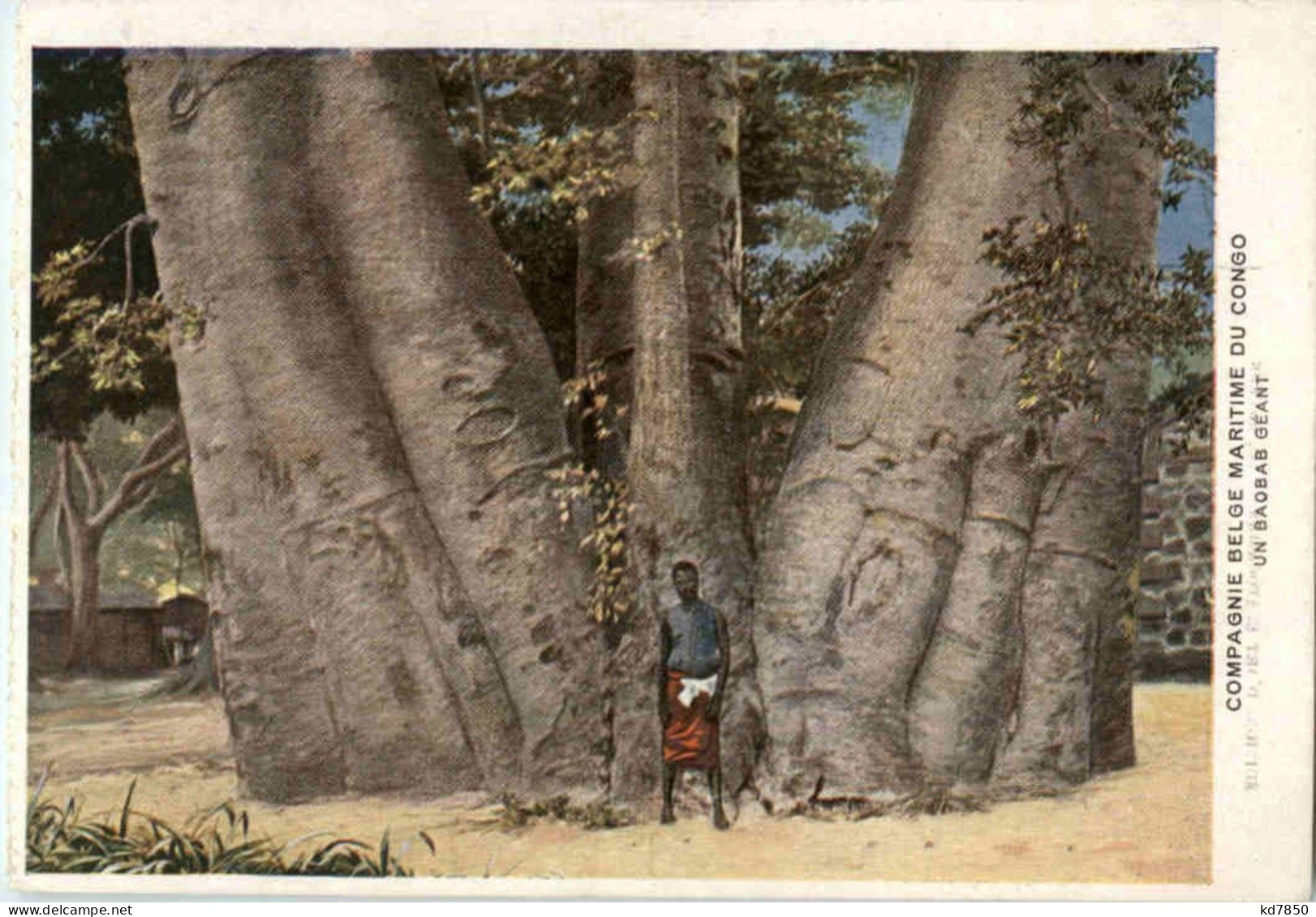 Congo - Un Baobab Giant - Other & Unclassified