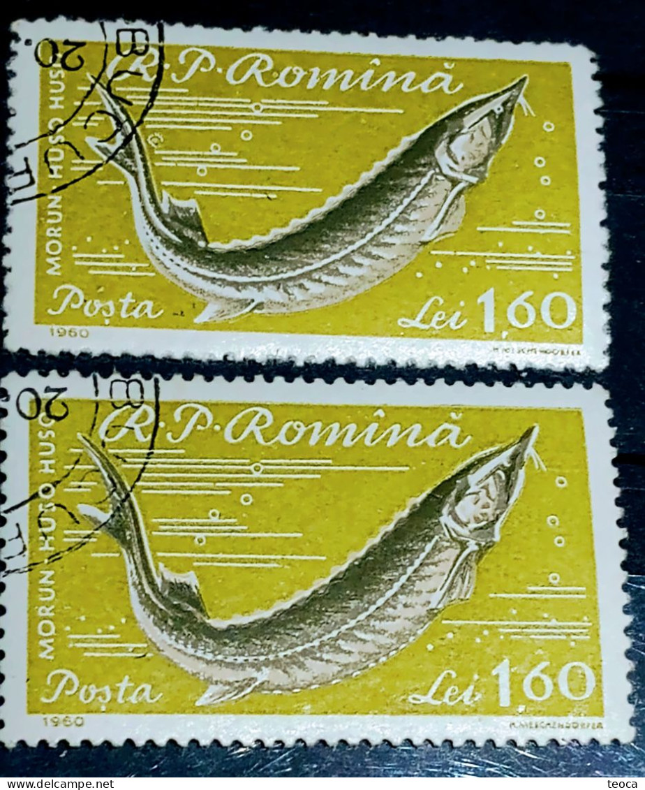 Errors Romania 1960 # MI 1933 Fishes Printed With Circle Between Letters, Circle Sky Between Lines Used - Variétés Et Curiosités