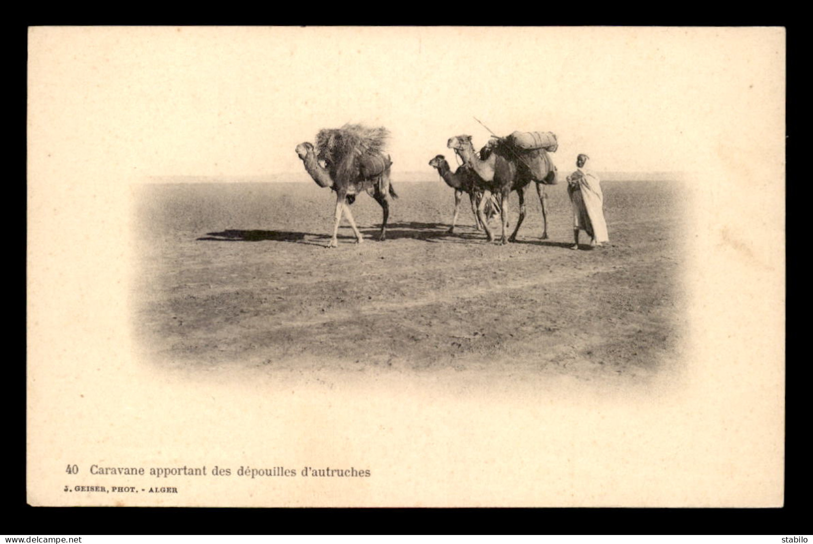 SCENES ET TYPES - SAHARA - CARAVANE APPORTANT DES DEPOUILLES D'AUTRUCHES - EDITEUR GEISER - Scenes