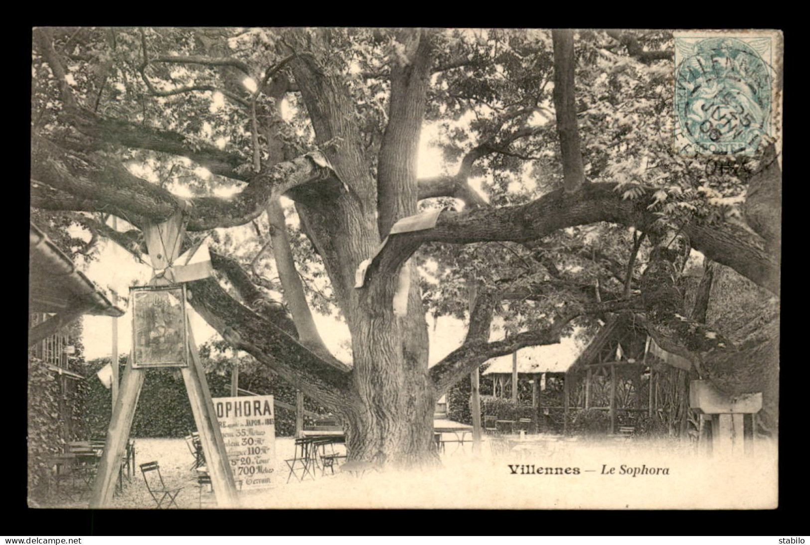 78 - VILLENNES - LE SOPHORA - ARBRE - Villennes-sur-Seine