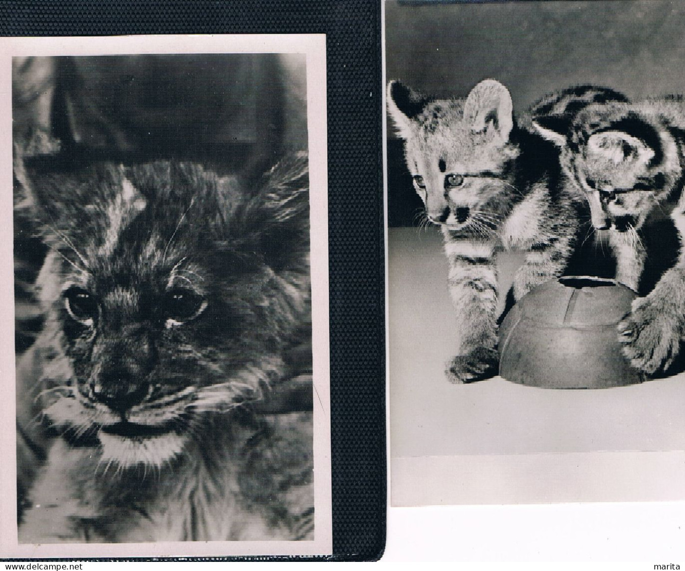 2 Cartes Chats -Wild Cats  -katzen - Wilde Poezen - Cats