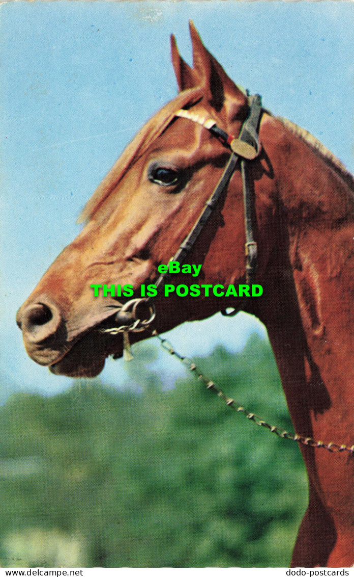 R574602 Horse. D. Constance. Vita Nova - Monde