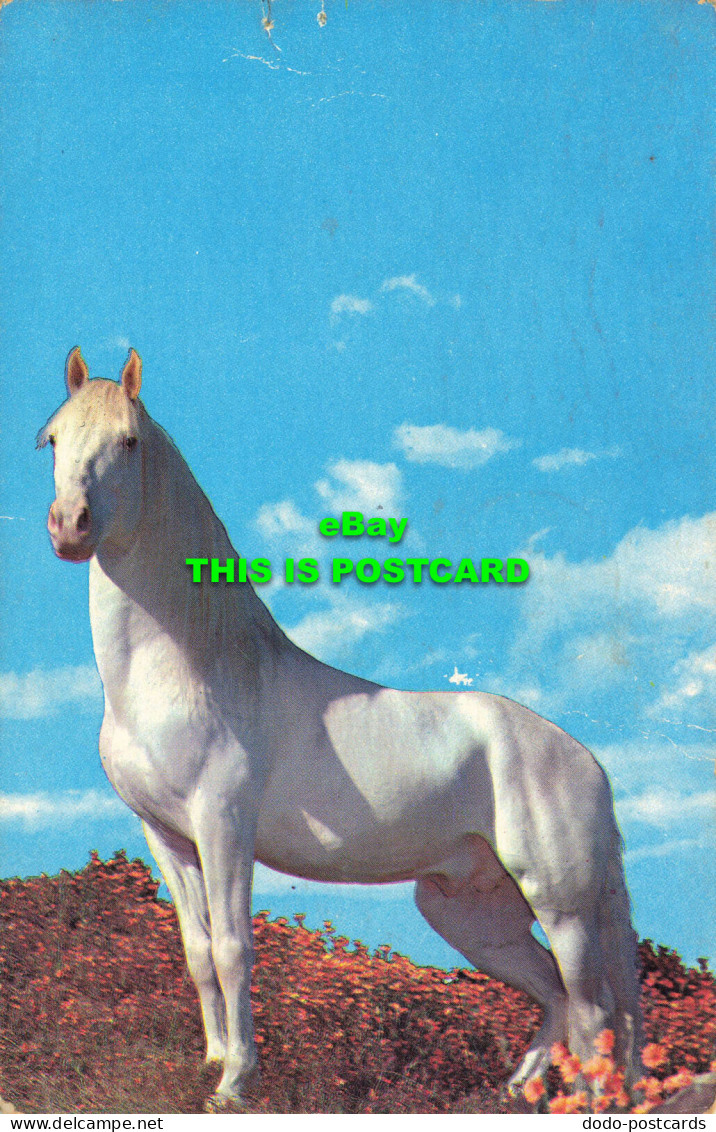 R574603 White Horse. Plastichrome. Colourpicture Publishers. 1969. Hall - Monde