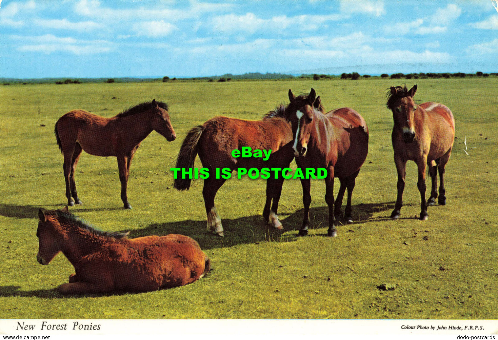 R573898 New Forest Ponies. Hinde. Thunder And Clayden. 1974 - Monde