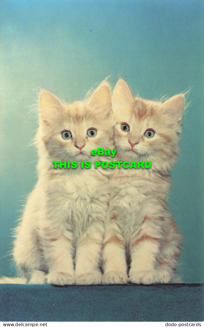 R575253 Cats. Kittens - World