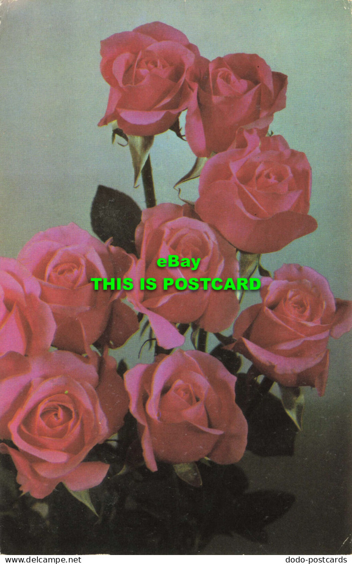 R575260 Roses. Flowers. 1973 - World
