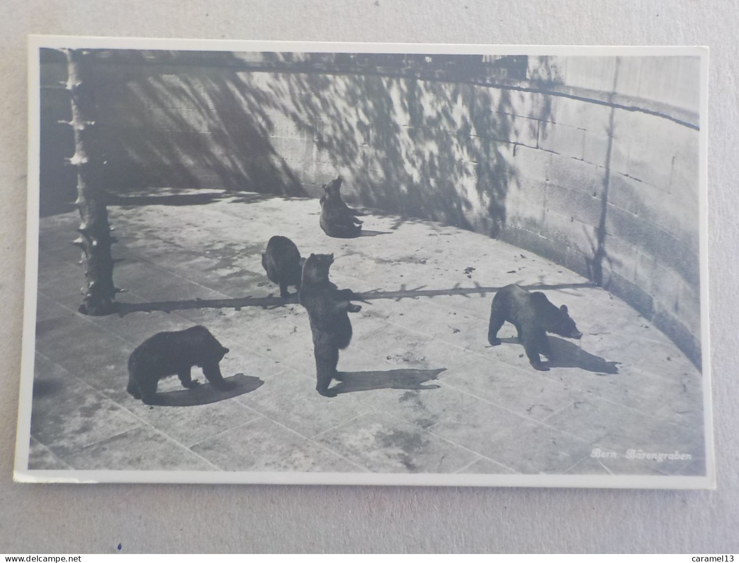 CPSM -  AU PLUS RAPIDE - SUISSE - BERNE - ZOO LA FOSSE AUX OURS  -  NON VOYAGEE - FORMAT CPA - Bears