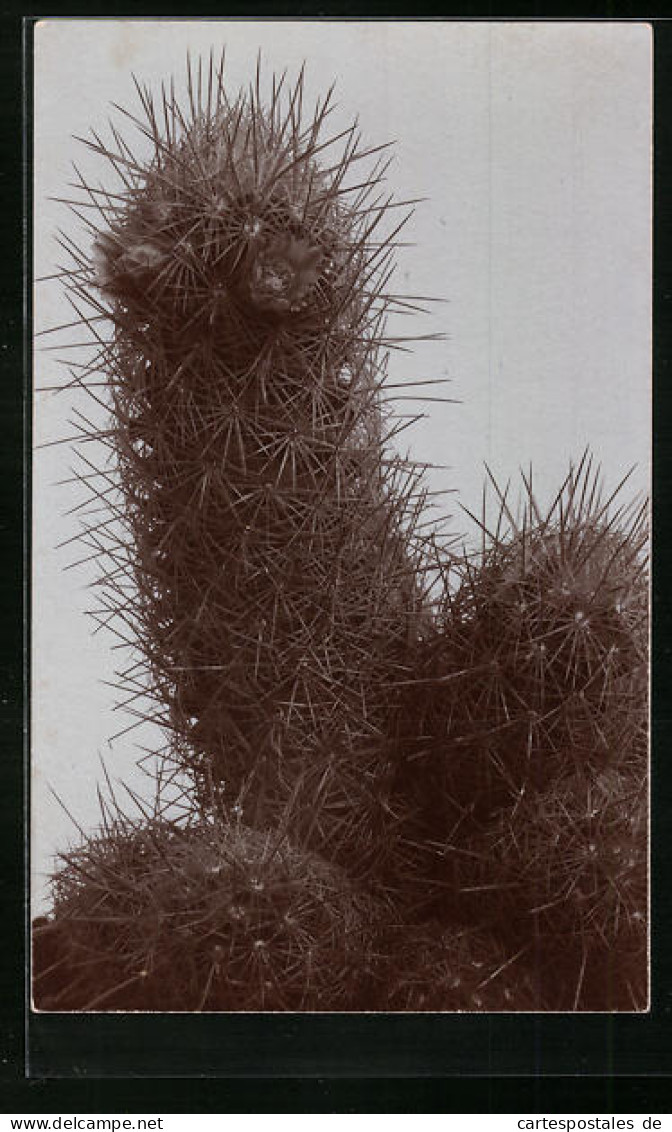 AK Kaktus Mit Starken Und Dichten Stacheln  - Sonstige & Ohne Zuordnung