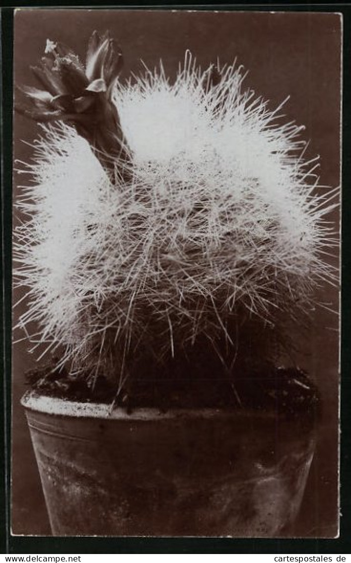 AK Mammillaria Senilis, Kaktus Mit Blüte  - Sonstige & Ohne Zuordnung