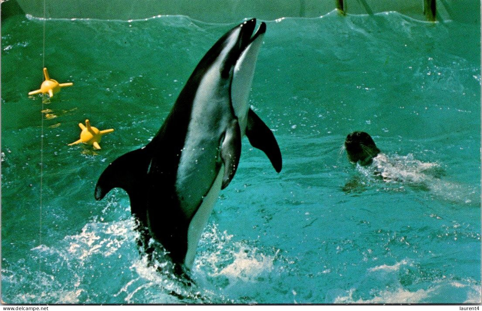 2-5-2024 (3 Z 36) USA (posted) Steinhart Aquarium (Dolphin ? Show) - Delfini