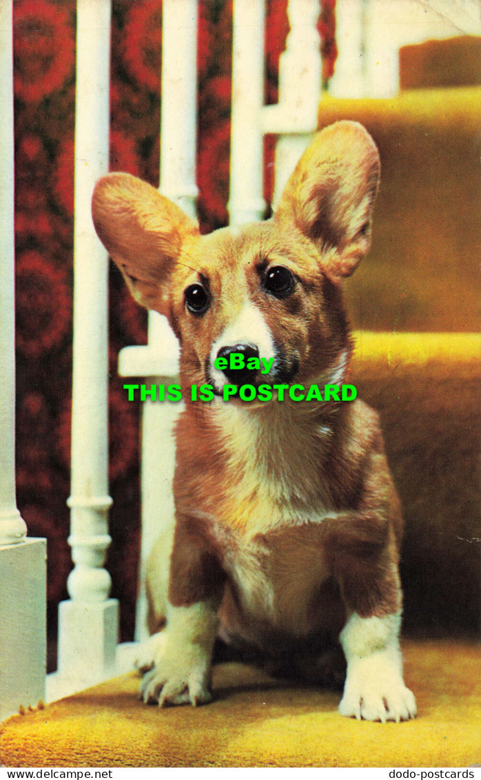 R575406 Dog. G 463 Animal Series. Bamforth. 1973 - Monde