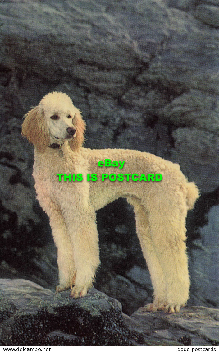 R575160 Dog. Poodle. 1977. Salmon - Monde