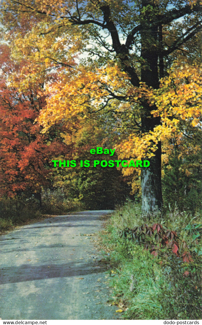 R574824 Road. Trees. Harriet B. Ellis. Plastichrome. Colourpicture - Monde