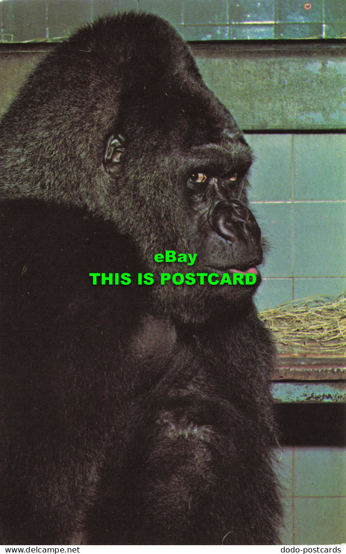R575504 Guy The Gorilla At London Zoo. M. Lyster. Zoological Society Of London - Autres & Non Classés