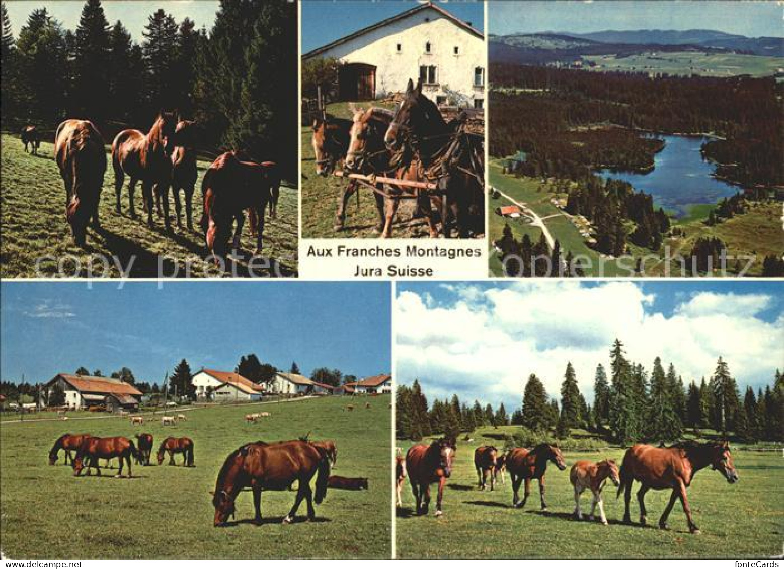11871630 Franches Montagnes Jura Pferde La Chaux-de-Fonds - Sonstige & Ohne Zuordnung