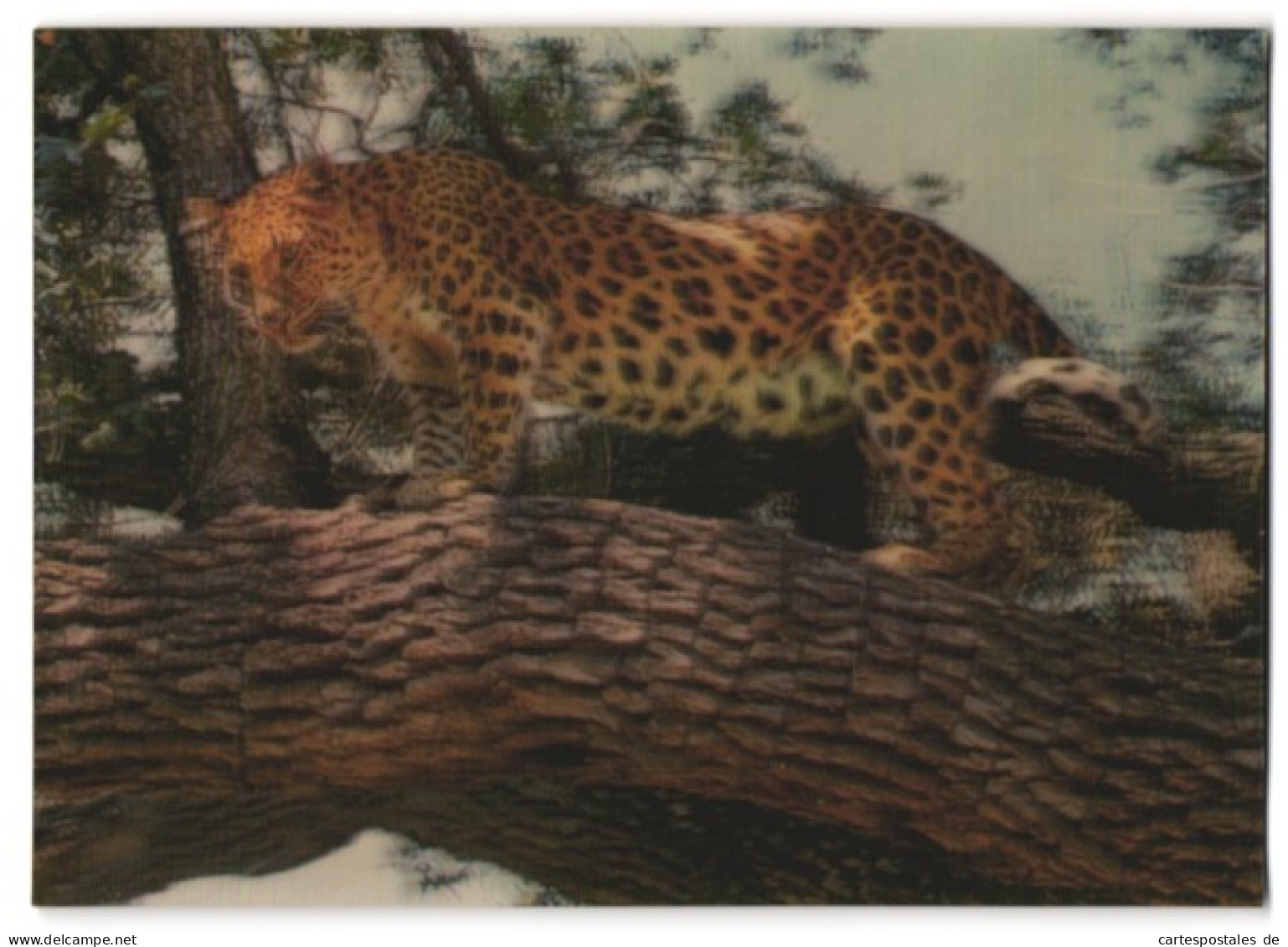 3D-AK Leopard Auf Einem Baum  - Fotografie