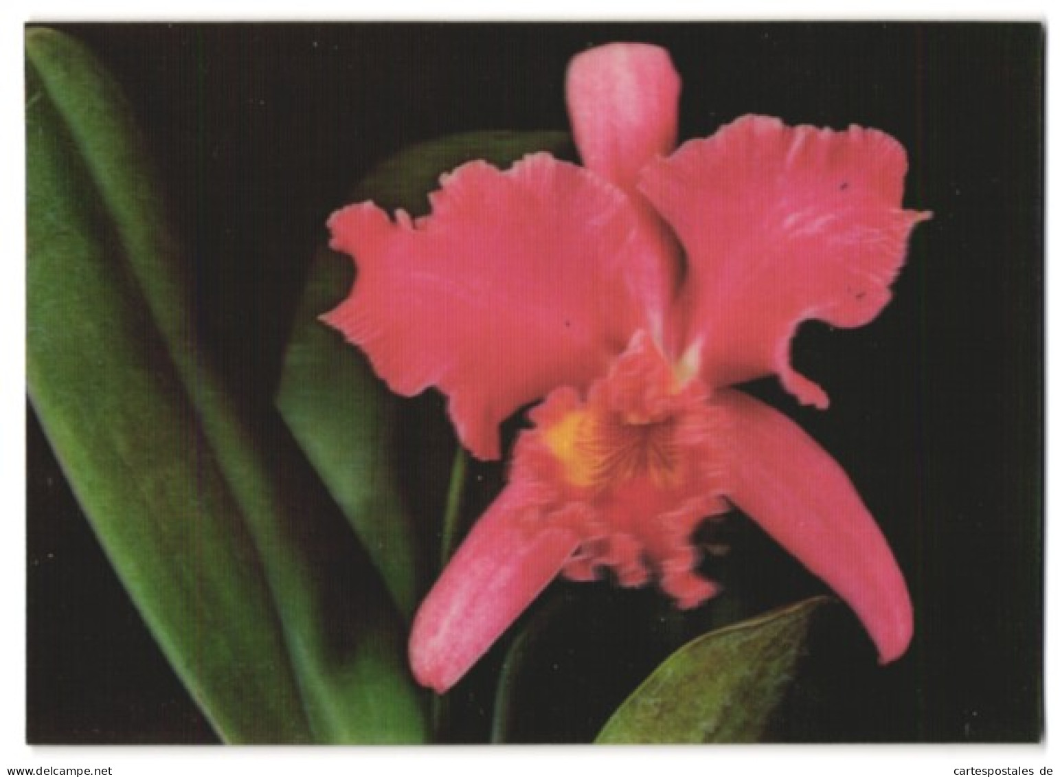 3D-AK Blüte Einer Rosanen Orchidee  - Photographie