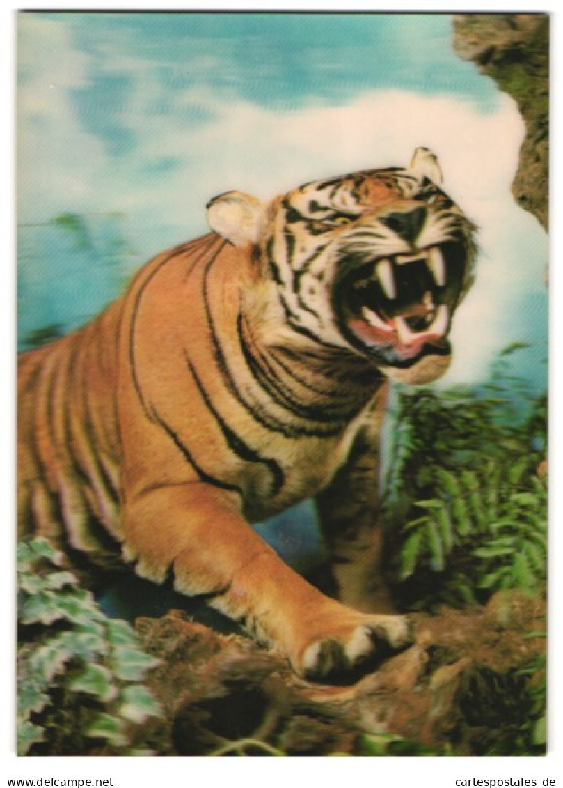 3D-AK Tiger Reisst Sein Maul Bedrohlich Auf  - Photographie