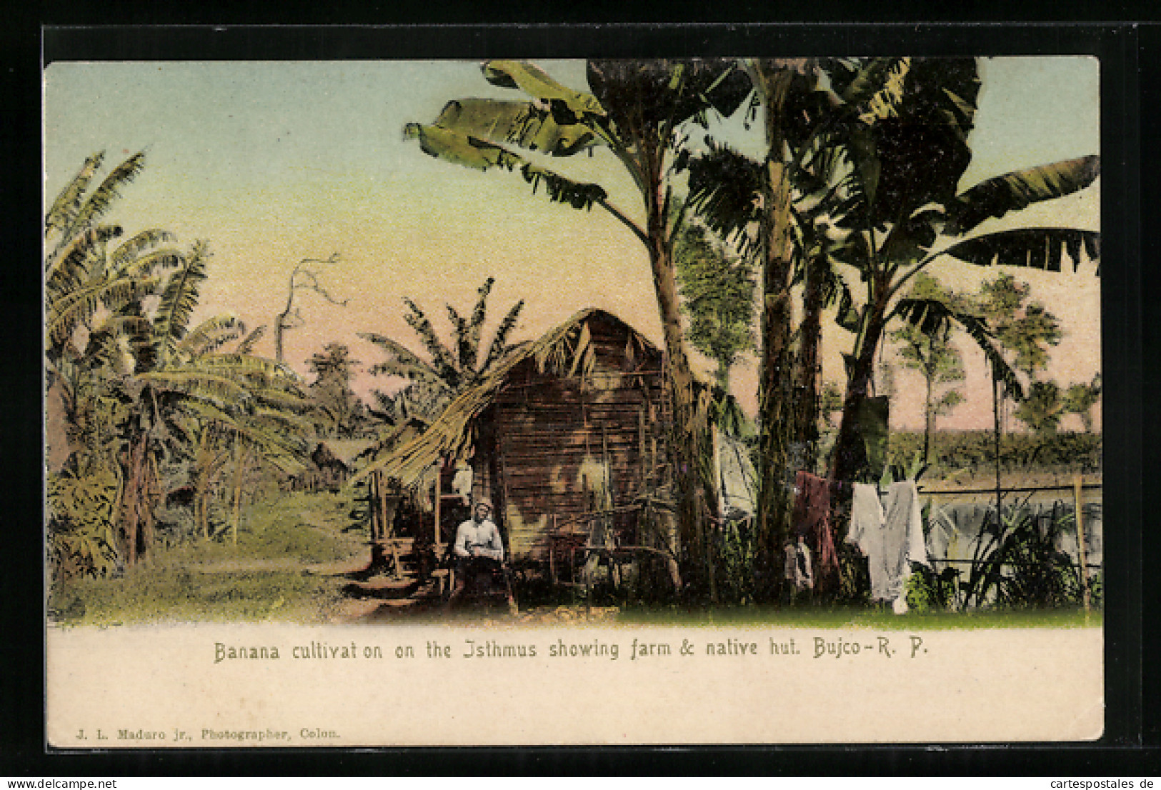 AK Bujco-R. P., Banana Cultivat On The Isthmus Showing Farm & Native Hut  - Panama