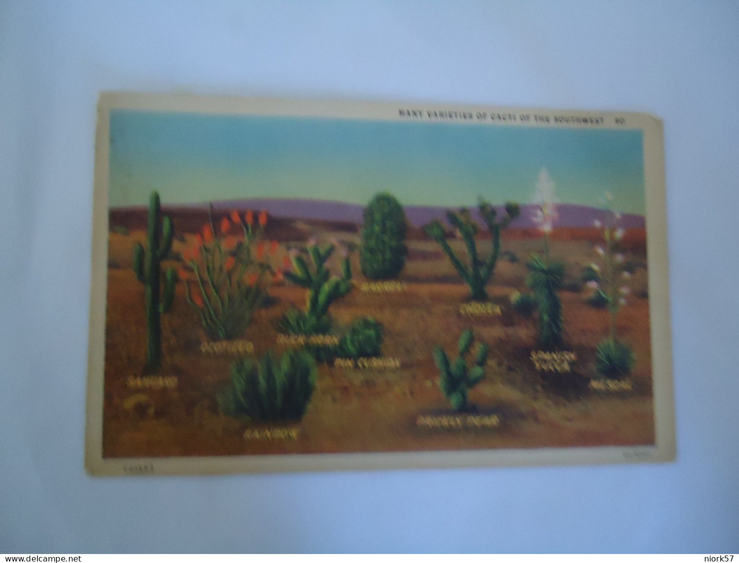 SOUTH AFRICA   POSTCARDS  CACTUS  THE CIANT PROTEA CYNAROIDES    MORE  PURHASES 10% DISCOUNT - Südafrika