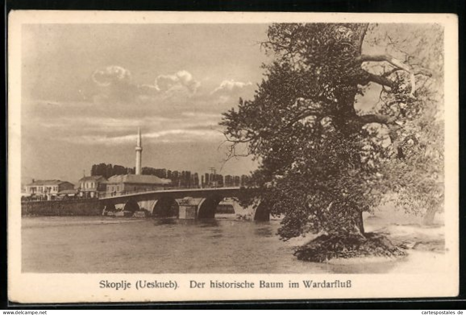 AK Skoplje, Der Historische Baum Im Wardarfluss  - Macedonia Del Norte