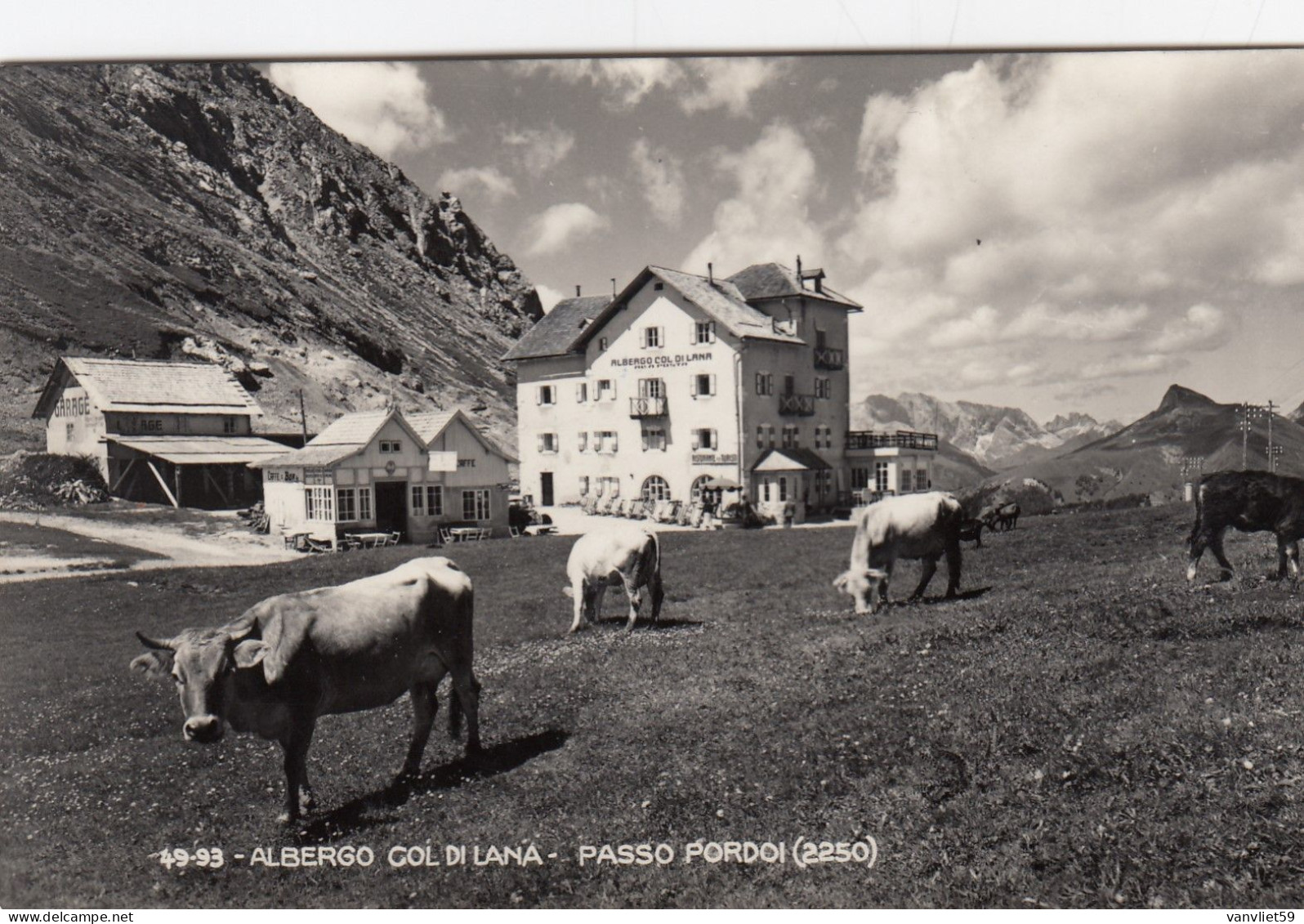 PASSO PORDOI-TRENTO-ALBERGO=VAL DI LUCE=MUCCHE AL PASCOLO - CARTOLINA VERA FOTOGRAFIA VIAGGIATA IL 24-8-1954 - Trento