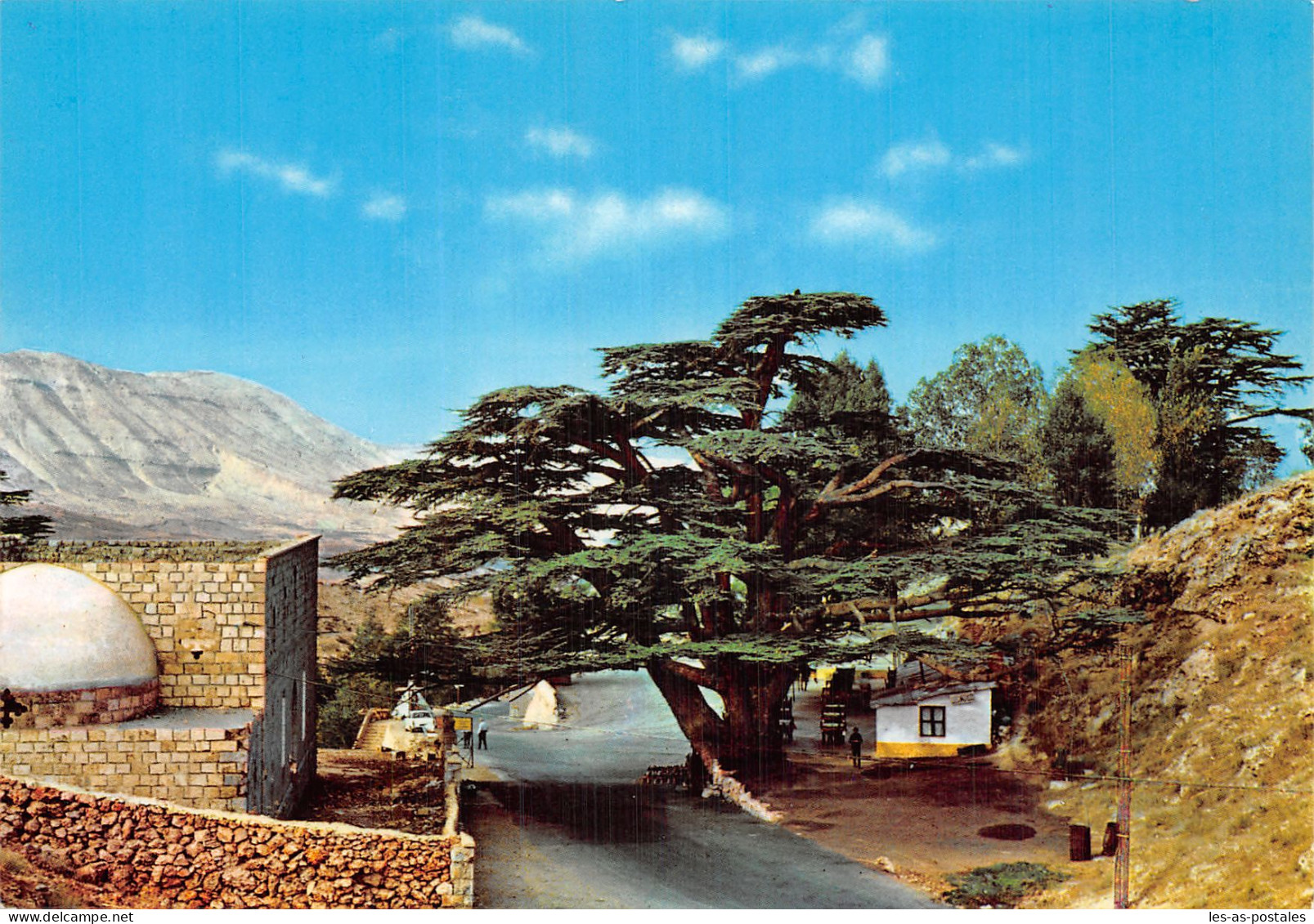 LIBAN LEBANON LES CEDRES - Libanon