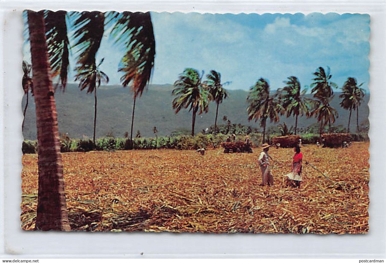 Jamaica - Harvesting Sugar Cane - Publ. The Novelty Trading Co.  - Jamaica
