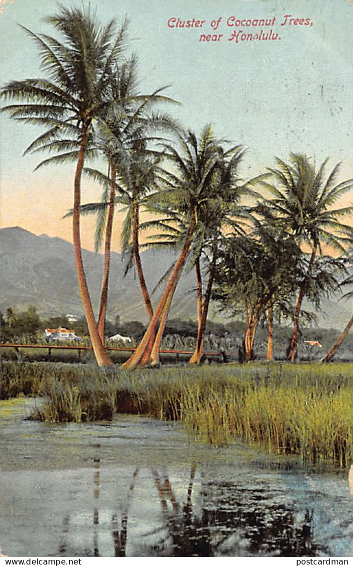 Hawaii - Cluster Of Cocoanut Trees, Near Honolulu - Publ. Wall, Nichols & Co. 44 - Honolulu