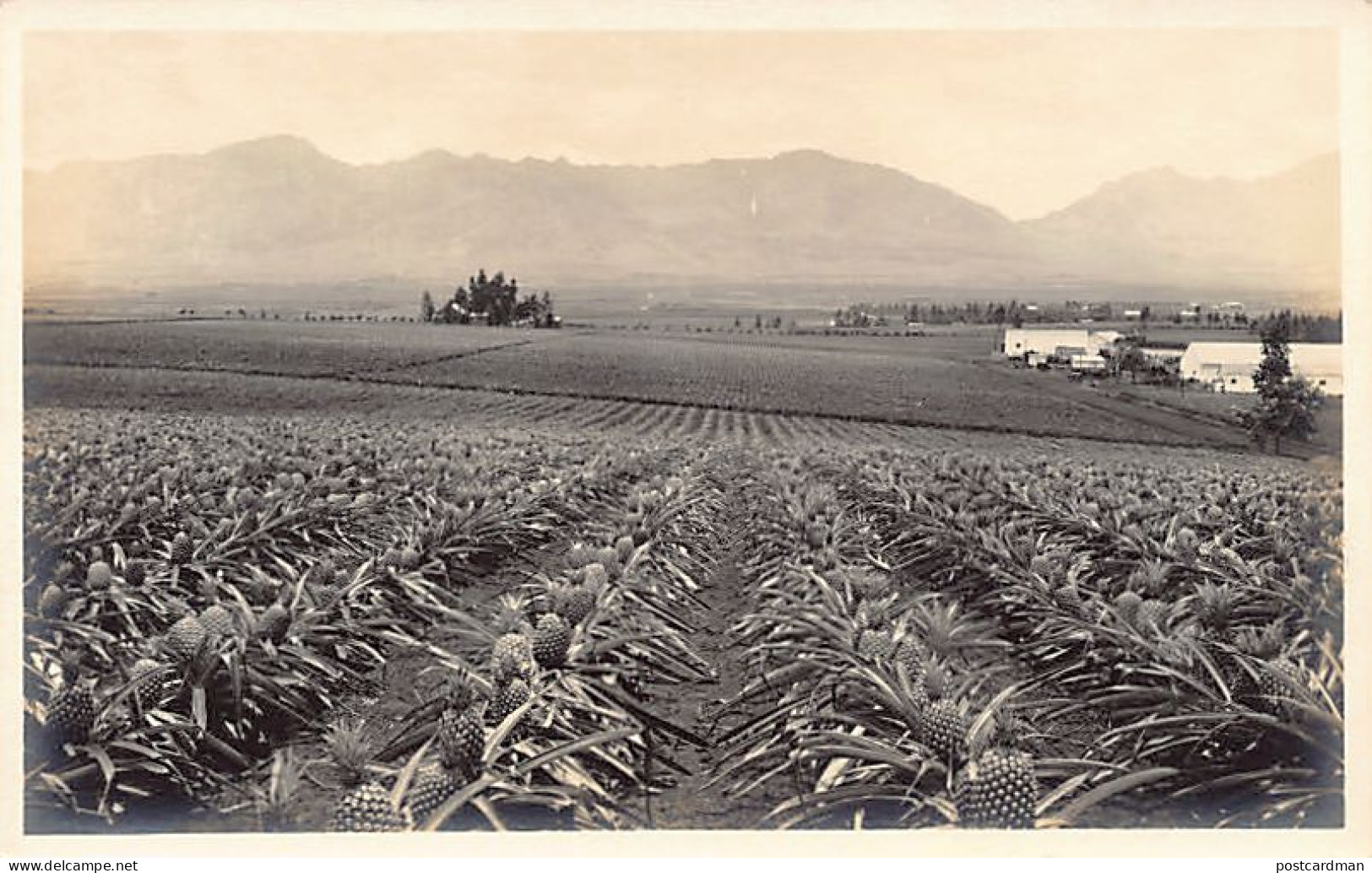 Hawaii - Pineapple Farm - REAL PHOTO - Publ. Unknown  - Andere & Zonder Classificatie