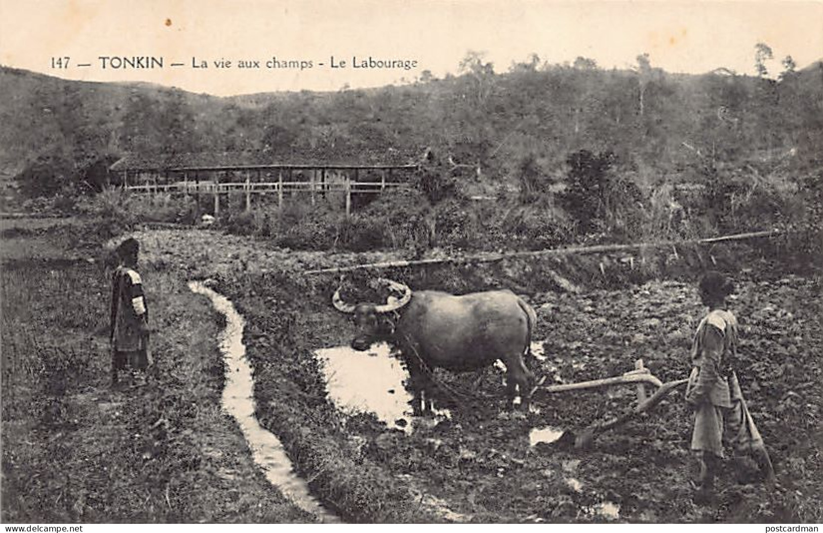 Viet Nam - TONKIN - La Vie Aux Champs - Le Laboureur - Ed. P. Dieulefils 147 - Viêt-Nam