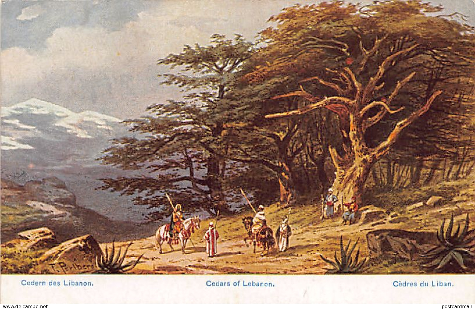 Liban - Cèdres Du Liban - Ed. C. A. & Co. Serie 782 Palästina No. 43 - Libanon