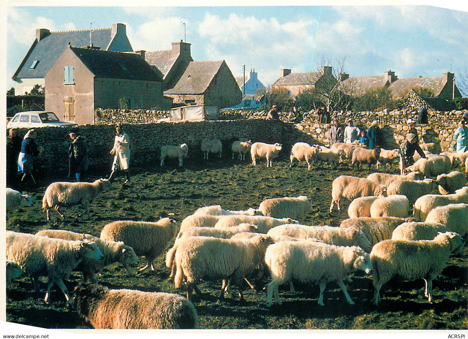 ILE D OUESSANT MOUTONS 9(scan Recto Verso)MF2721 - Ouessant