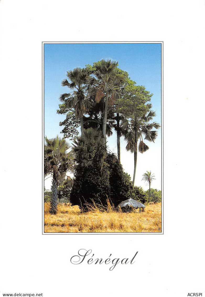 SENEGAL DAKAR Cabane Sous Les Rhoniers  42 (scan Recto Verso)MF2722BIS - Senegal