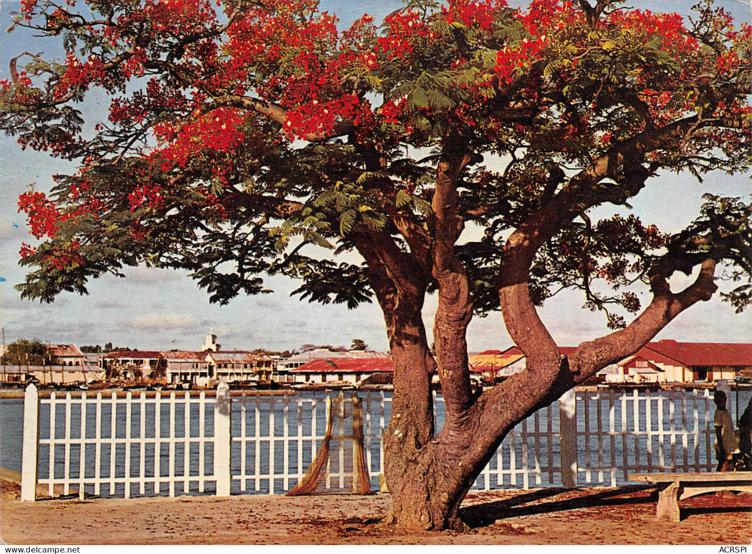 MADAGASCAR Flamboyants MAJUNGA Antananarivo Tananarive 12 (scan Recto Verso)MF2722TER - Madagascar