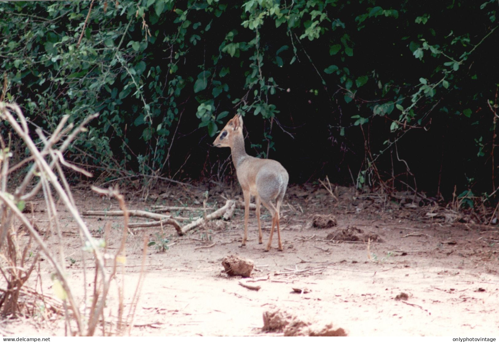 Tanzania 1994, Tipo Di Animale, Safari, Fotografia Epoca, Vintage Photo - Places