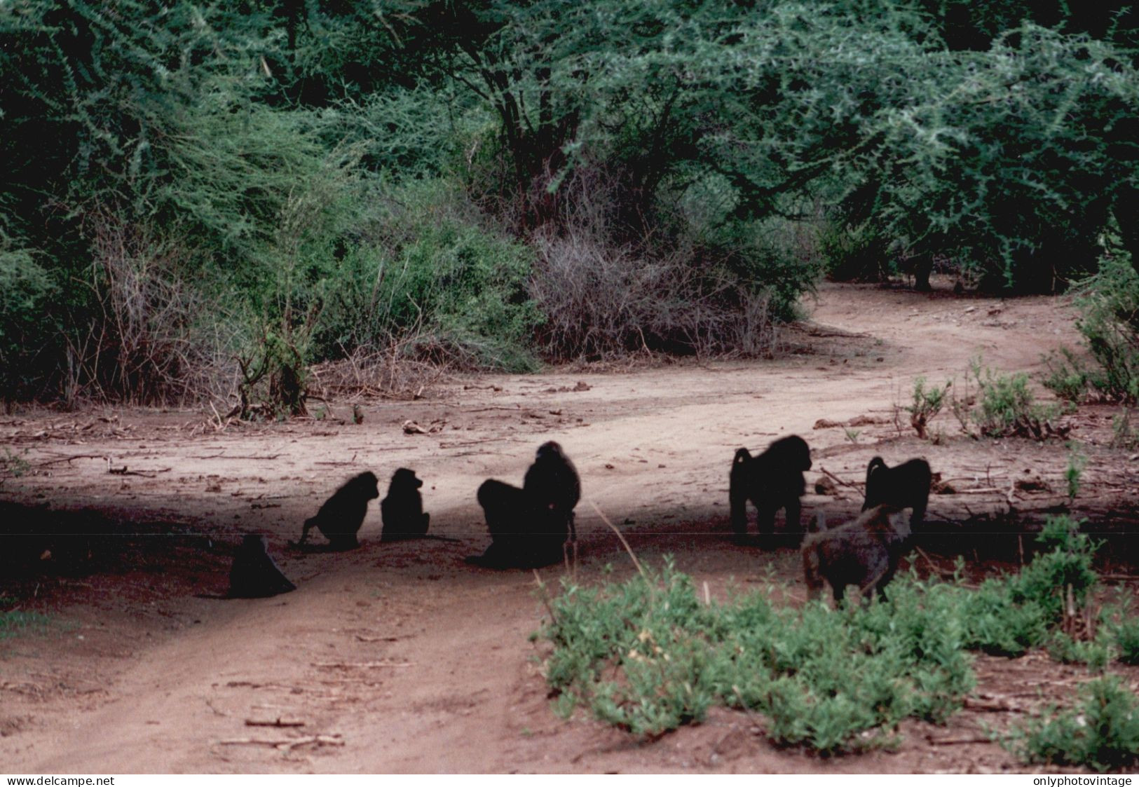 Tanzania 1994, Scimmie, Animali, Safari, Fotografia Epoca, Vintage Photo - Places