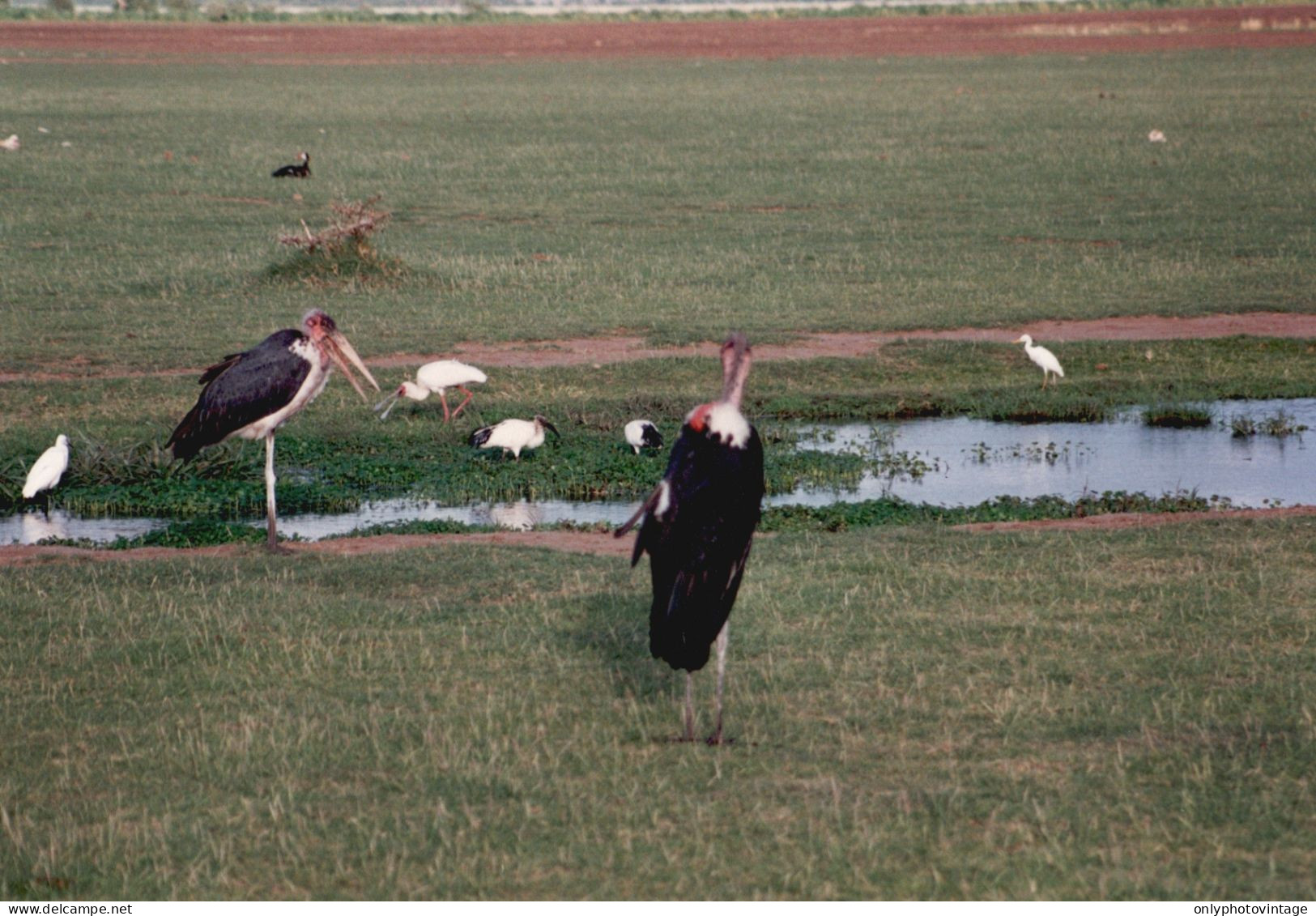 Tanzania 1994, Lake Manyara, Uccelli, Fotografia Epoca, Vintage Photo - Places