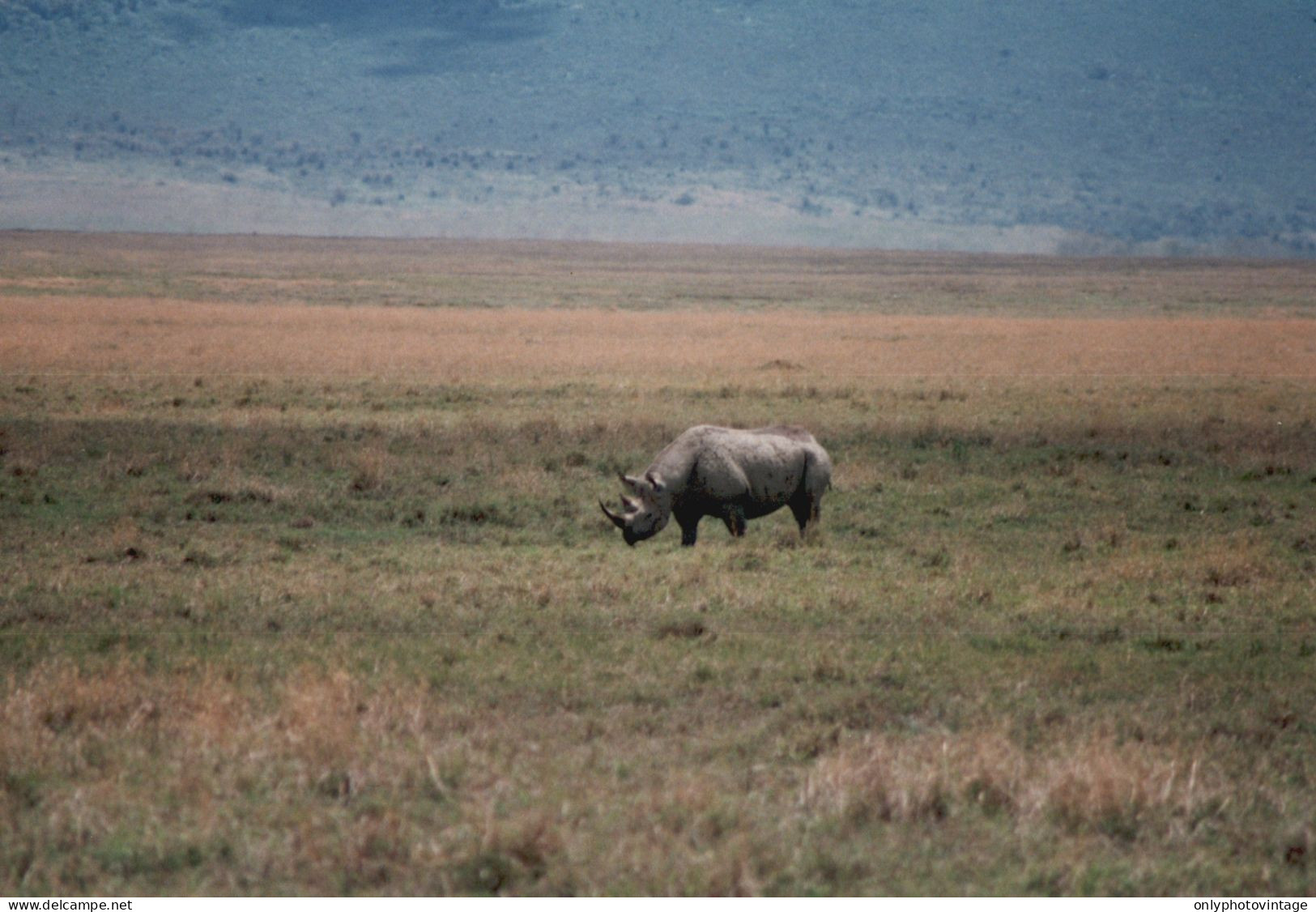 Tanzania 1994, Rinoceronte, Animali, Safari, Foto Epoca, Vintage Photo - Places