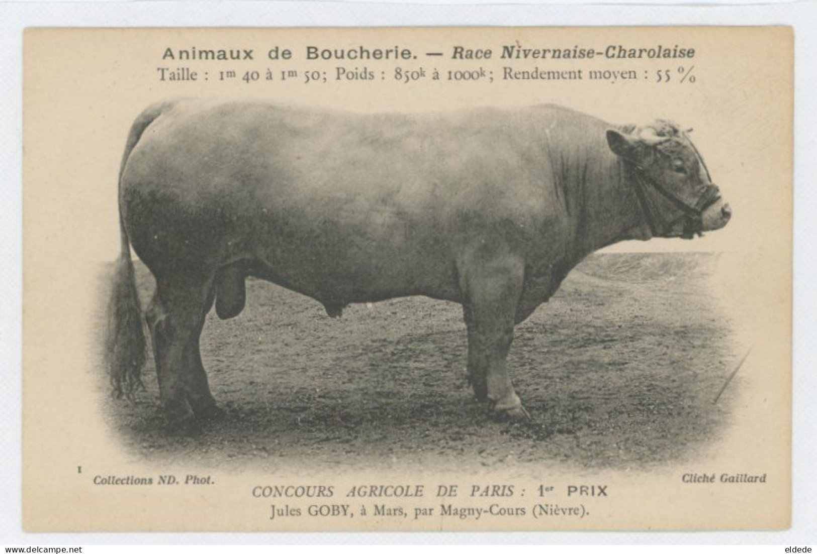 Vache Nivernais Charolais Salon Agriculture Boucherie Jules Goby Mars Magny Cours Nièvre Grand Prix - Kühe