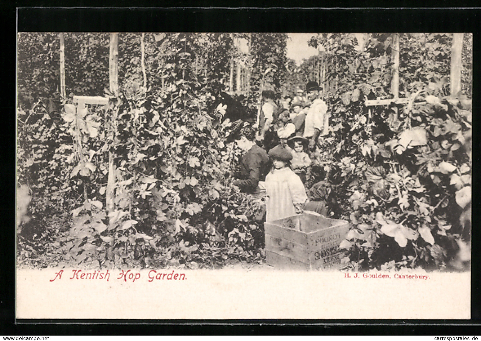 AK Kent, A Kentish Hop Garden  - Landbouw