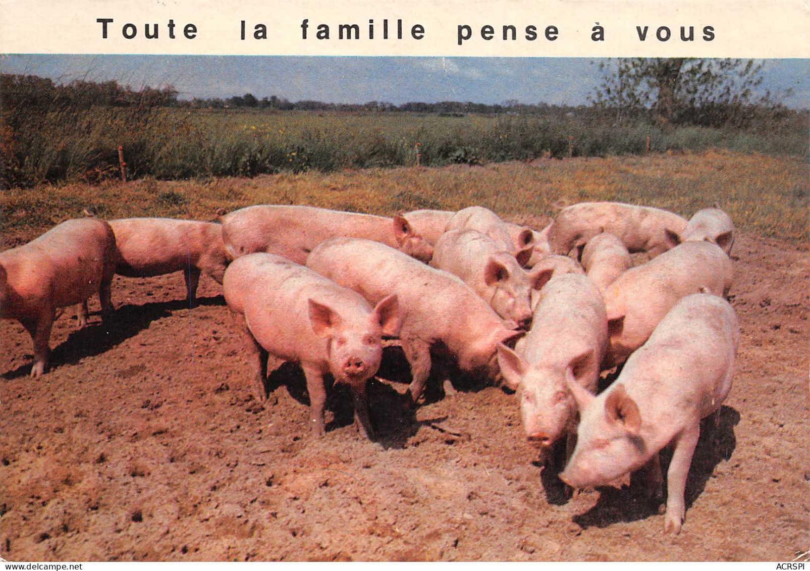 Toute La Famille Pense à Vous COCHON Porcs  37 (scan Recto Verso)MF2766BIS - Humour