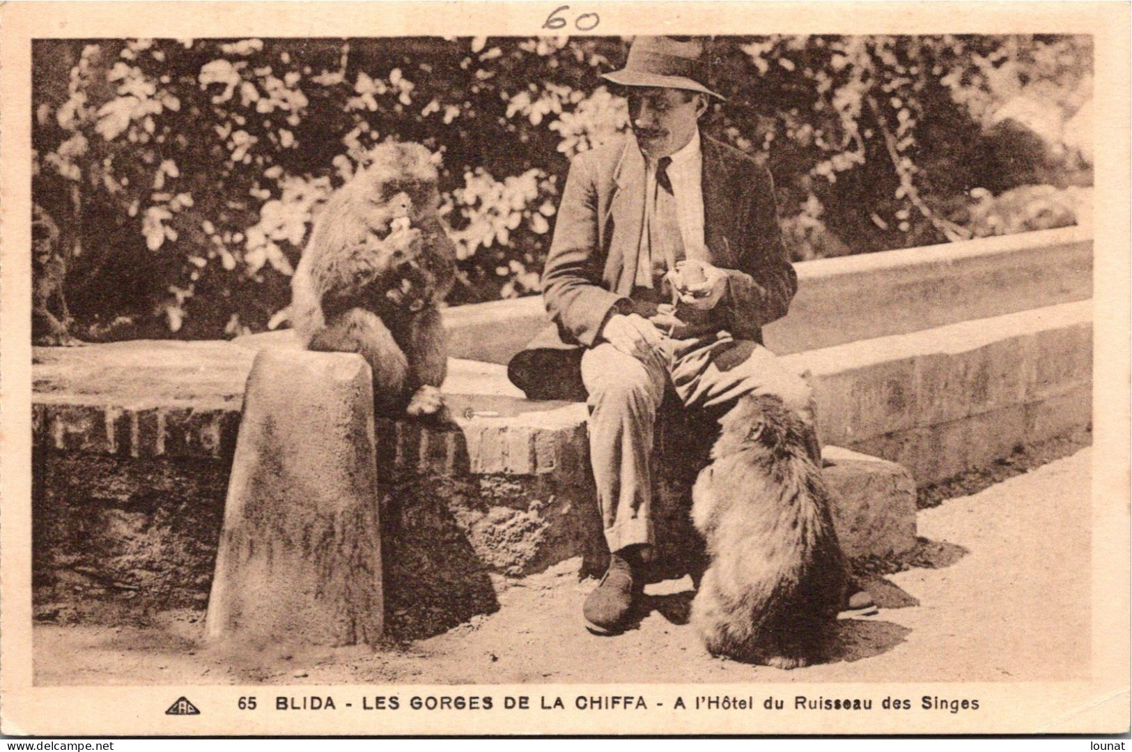 BLIDA - Les Gorges De La Chiffa - SINGES - A L'Hôtel Du Ruisseau Des Singes - Blida