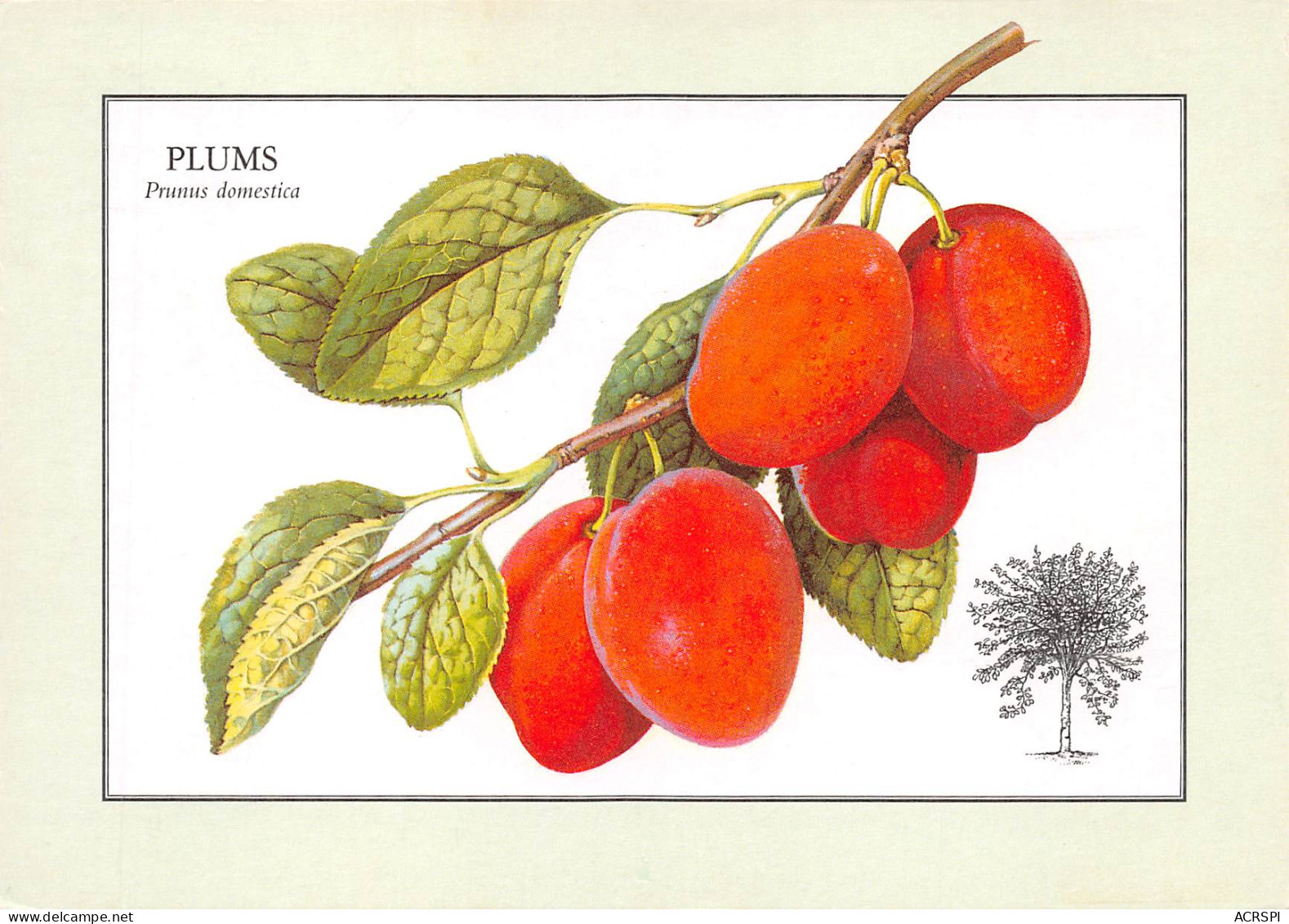 RECETTE  Les Fruits PLUMS Prunus Domestica Prunes  53 (scan Recto Verso)MF2774UND - Recepten (kook)