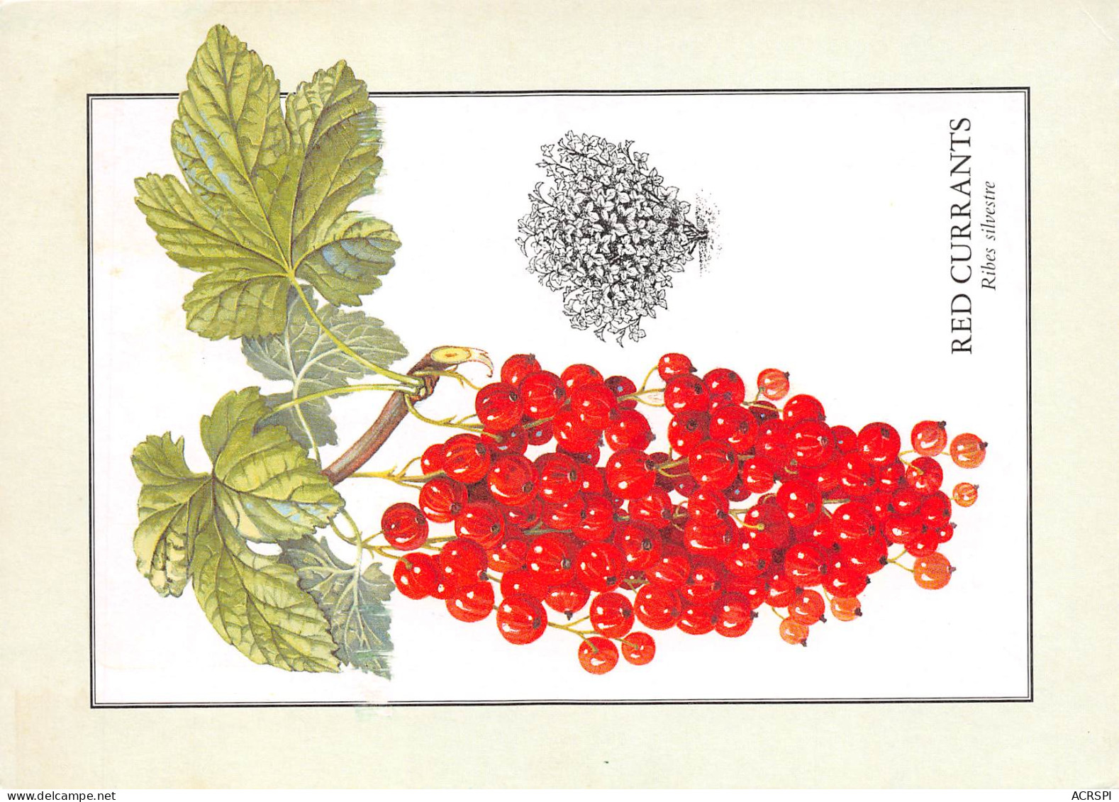 RECETTE  Les Fruits RED CURRANTS Ribes Silvestre Groseilles  54 (scan Recto Verso)MF2774UND - Recepten (kook)