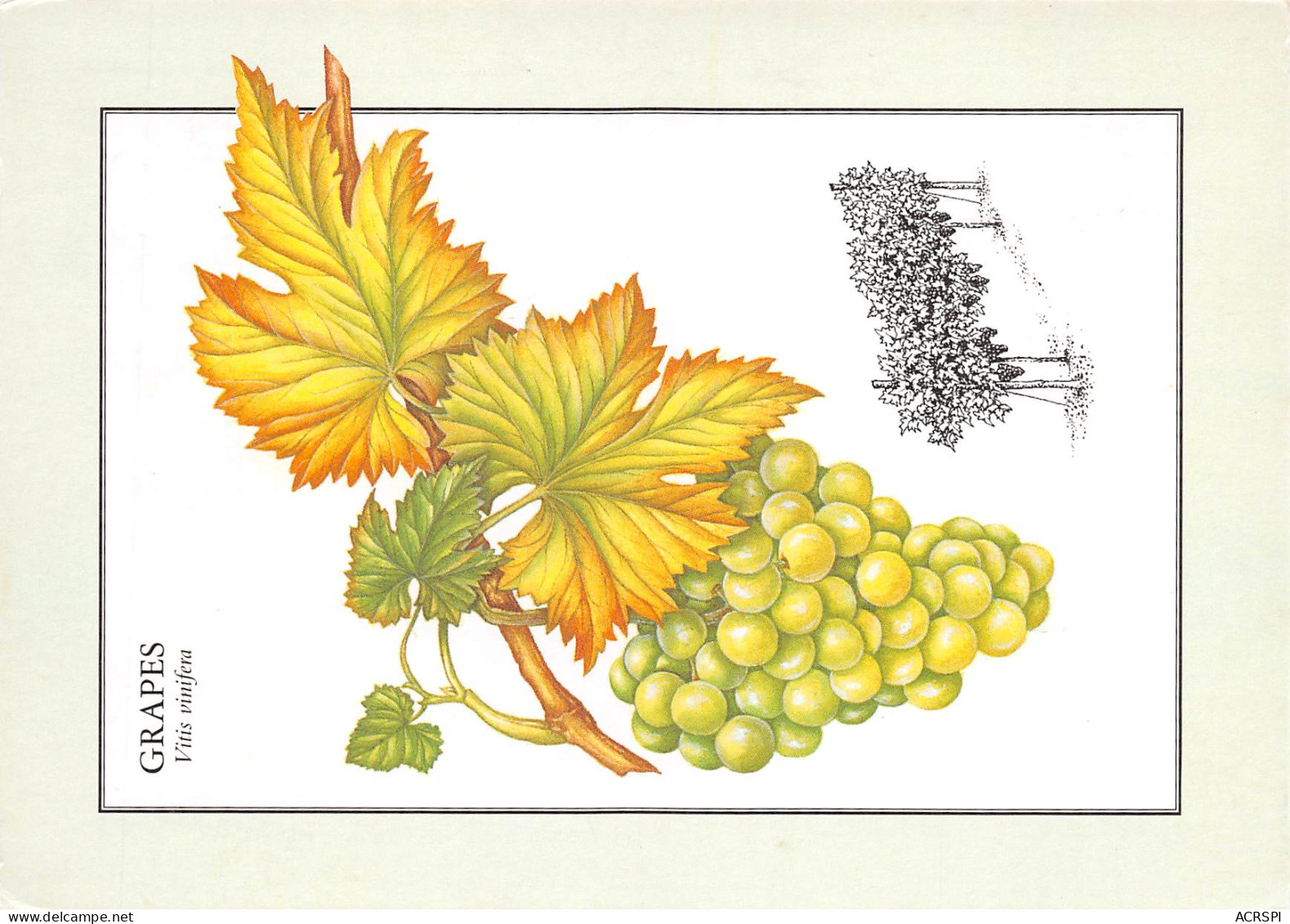 RECETTE  Les Fruits GRAPES Vitis Vinifera Grappe De RAISIN   55 (scan Recto Verso)MF2774UND - Recepten (kook)