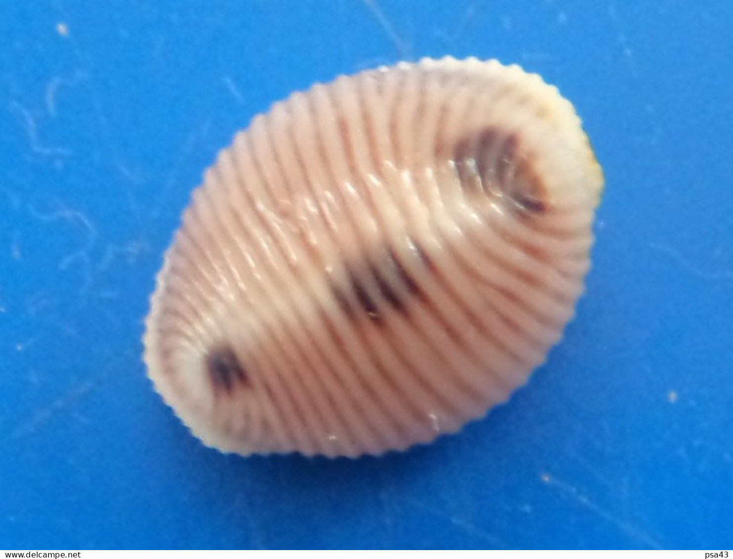 Trivia Monacha Atlantique (Vendée) 11,9mm GEM N14 - Seashells & Snail-shells